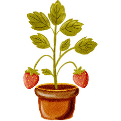 strawberry plant in pot