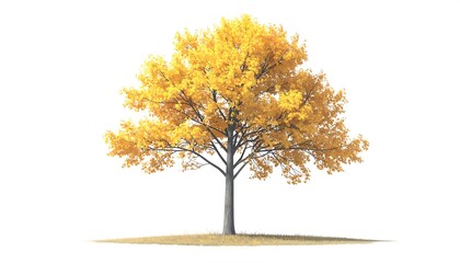 Fototapeta premium Single deciduous tree with vibrant yellow autumn foliage, set against a white background