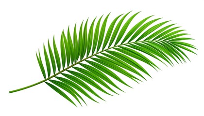 Obraz premium Single vibrant green palm frond isolated on white