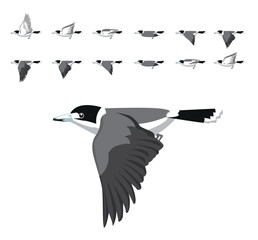 Bird Grey Butcherbird Flying Animation Sequence Cartoon Vector