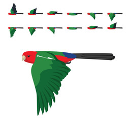 Australian King Parrot Flying Animation Sequence Cartoon Vector