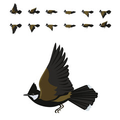 Eastern Whipbird Flying Animation Sequence Cartoon Vector