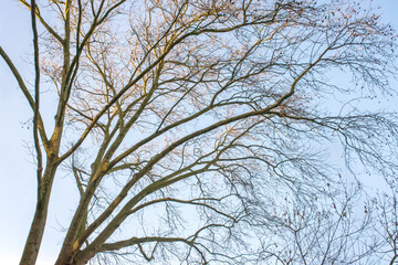 Bare Tree Branches Silhouetted Against Clear Blue Sky