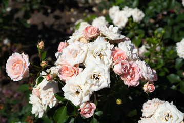 Horizontal view of Carcassonne floribunda rose clusters basking in sunlight, soft apricot tones with glossy leaves, garden summer.