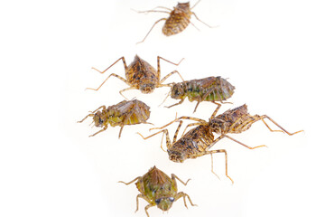 Dragonfly larvae isolated on white background.