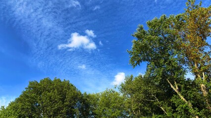 Wide blue sky with scattered white clouds above green treetops, serene natural landscape background with copy space for hero banners