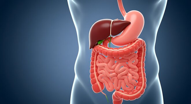 Human digestive system anatomy with liver, stomach, and intestines on a blue background.