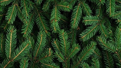 Overhead view of fresh green pine branches creating a dense background. Christmas foliage, evergreen needles, and natural tree texture.