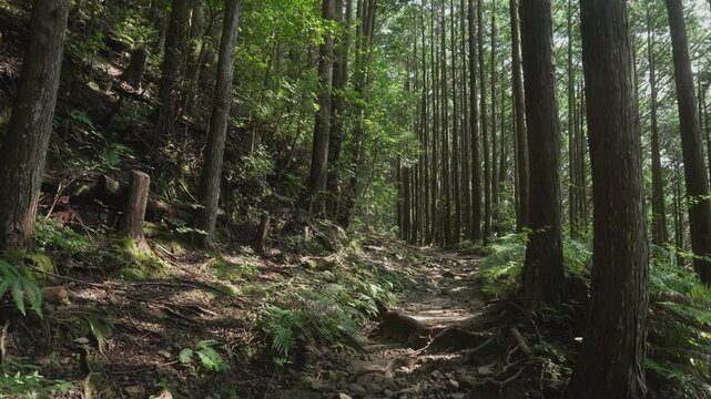 Two‑cut sequence of the Kumano Kodo Nakahechi in Takahara, Tanabe, Wakayama &ndash; UNESCO World Heritage　 2カット 世界遺産「熊野古道中辺路」 和歌山県田辺市中辺路町高原