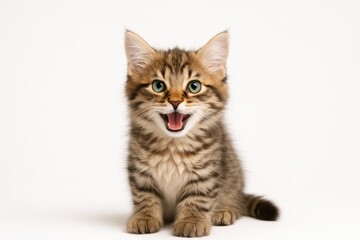 Adorable fluffy tabby kitten mid meow with green eyes isolated on pure white background studio lighting playful expression cutout for designers