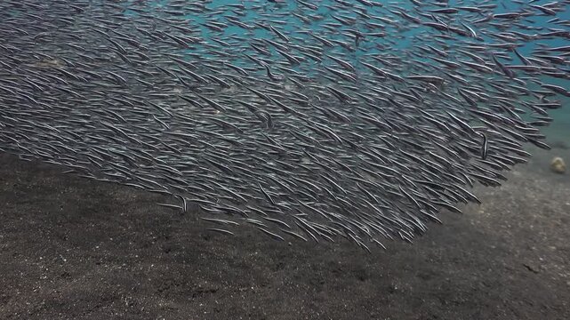 Camera films a large school of striped eel catfish (Plotosus lineatus) at close range as lower rows periodically descend to the seabed to feed.