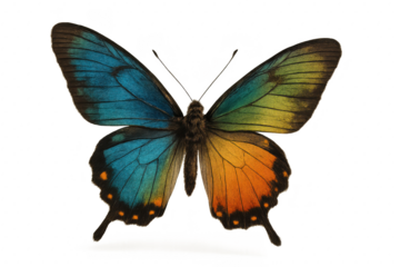 Vibrant blue yellow and green butterfly captured mid flight on pure white seamless background with crisp wingspan details and delicate motion trails