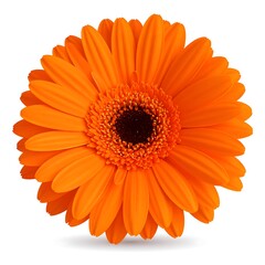 Vibrant orange daisy, detailed petals, dark center, slight shadow