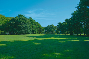 Naklejka premium 緑の公園