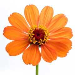 Vibrant orange flower with serrated petals against a white background