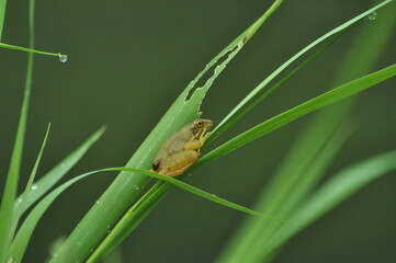 little frog on the grass