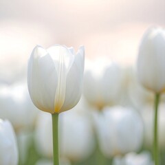 Single white tulip in focus, blurred white tulips in background, soft light