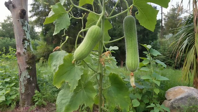 verdant and developing chayote fruit suspended from its climbing plant also known as sechium edule or mirliton during outdoor walk