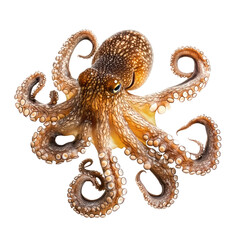 Obraz premium Octopus exploring Moves around investigating its environment. full length isolate on transparent background