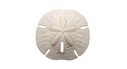 A delicate sand dollar, isolated on transparent background, showcasing its intricate fivepetal pattern and natural texture, reminiscent of the oceans beauty