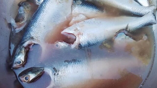 Fresh Hilsa Fish in Water &ndash; Raw Ilish Fish cutting Footage, 
Hilsa in a silver bowl. Fresh Sea food 