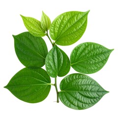 Obraz premium Vibrant green foliage sprig, leaves veined, isolated on white