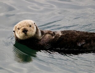 Morro Bay, California: Adorable Sea Otter Exploring the Estuary by Swimming through the Water