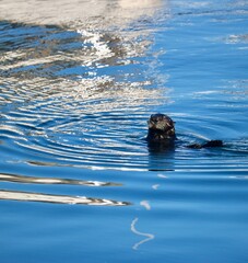 Fototapeta premium Morro Bay, California: Adorable Sea Otter Exploring the Estuary by Swimming through the Water 