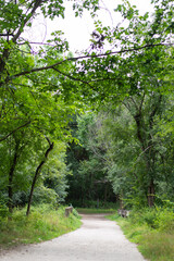 Obraz premium Scenic woodland trail in forest preserve with natural green arch