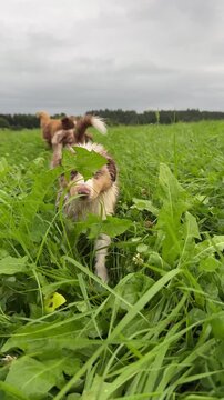 Playful and energetic dogs joyfully running and playing together in a green grassy field
