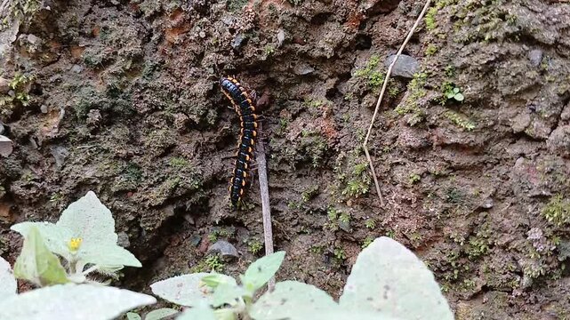 Striped Millipede Crawling at Base of Plant and Rocks - Nature Close-up of Black and Yellow Myriapod