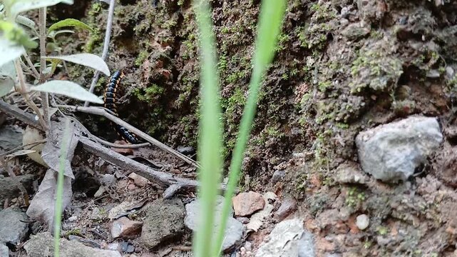 Striped Millipede Crawling at Base of Plant and Rocks - Nature Close-up of Black and Yellow Myriapod