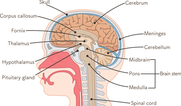 脳、大脳、脊髄、脳幹、小脳のイラスト brain、cerebrum、cerebellum、midbrain、pons、medulla、brain stem、illustration