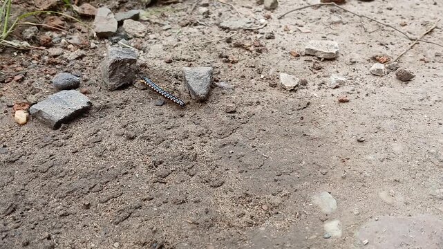 Striped Millipede Crawling at Base of Plant and Rocks - Nature Close-up of Black and Yellow Myriapod