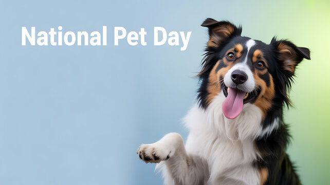 A happy Australian Shepherd dog celebrating National Pet Day with a raised paw and joyful expression.