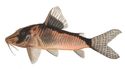 Fototapeta premium Watercolor Illustration of Corydoras simulatus, Tropical Freshwater Aquarium Fish