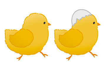 歩く2羽のひよこ