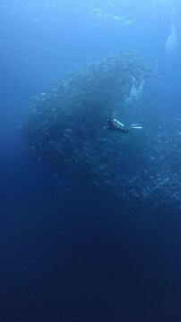 Vertical shot of a diver swimming while a school of jacks (Caranx spp.) forms a ball around him.
