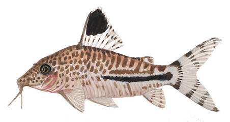 Watercolor Illustration of Corydoras Brochis species CW040, Tropical Freshwater Aquarium Fish