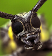 face of insect