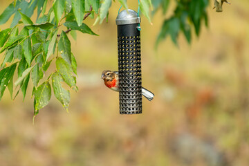 Rose Breasted Grosbeak - Cut Throat