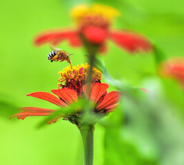 bee on flower