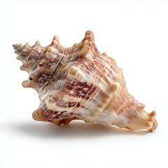 Obraz premium Large Spiky Conch Seashell on White Background
