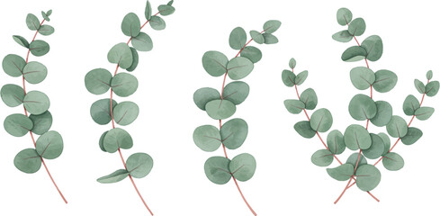 Watercolor eucalyptus branches and leaves arrangement botanical illustration on transparent background © MIRAJ02