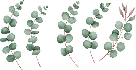 Watercolor eucalyptus leaves and stems arrangement botanical illustration on transparent background