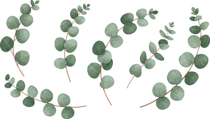 Watercolor eucalyptus branches and leaves arrangement perfect for design projects on transparent background