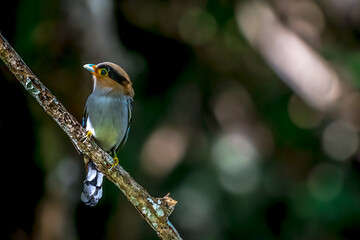 colorful bird Silver-breasted broadbill (Serilophus lunatus) build a nest. 