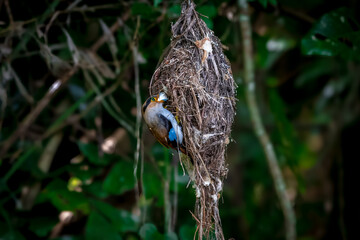 colorful bird Silver-breasted broadbill (Serilophus lunatus) build a nest. 