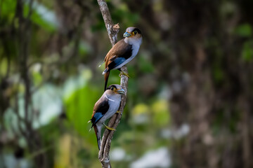 colorful bird Silver-breasted broadbill (Serilophus lunatus) build a nest. 