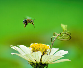 bee on a flower